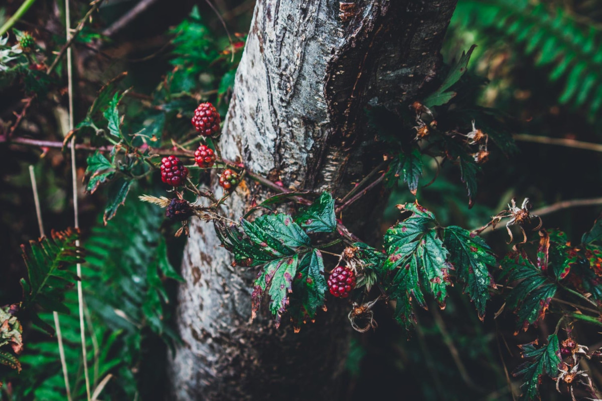 15 цікавих фактів про лісові ягоди
