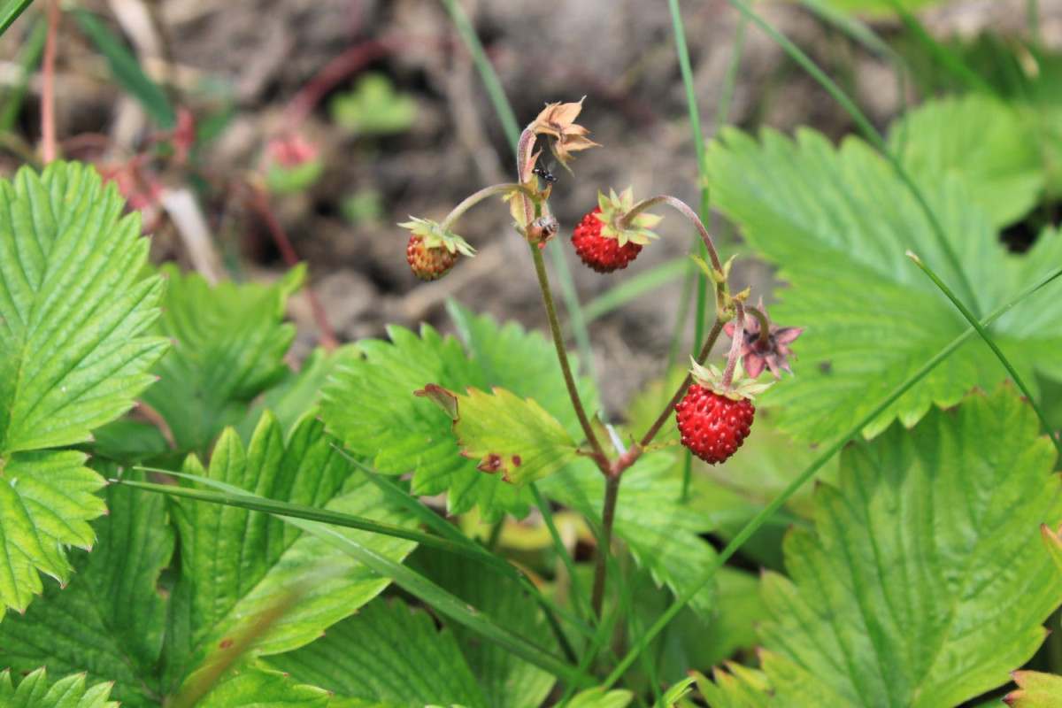 16 цікавих фактів про суницю