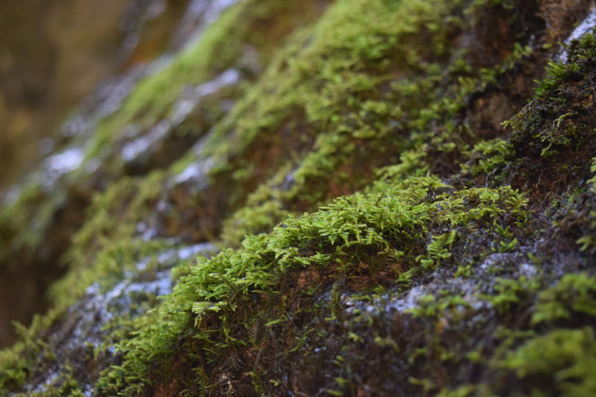 17 цікавих фактів про мох