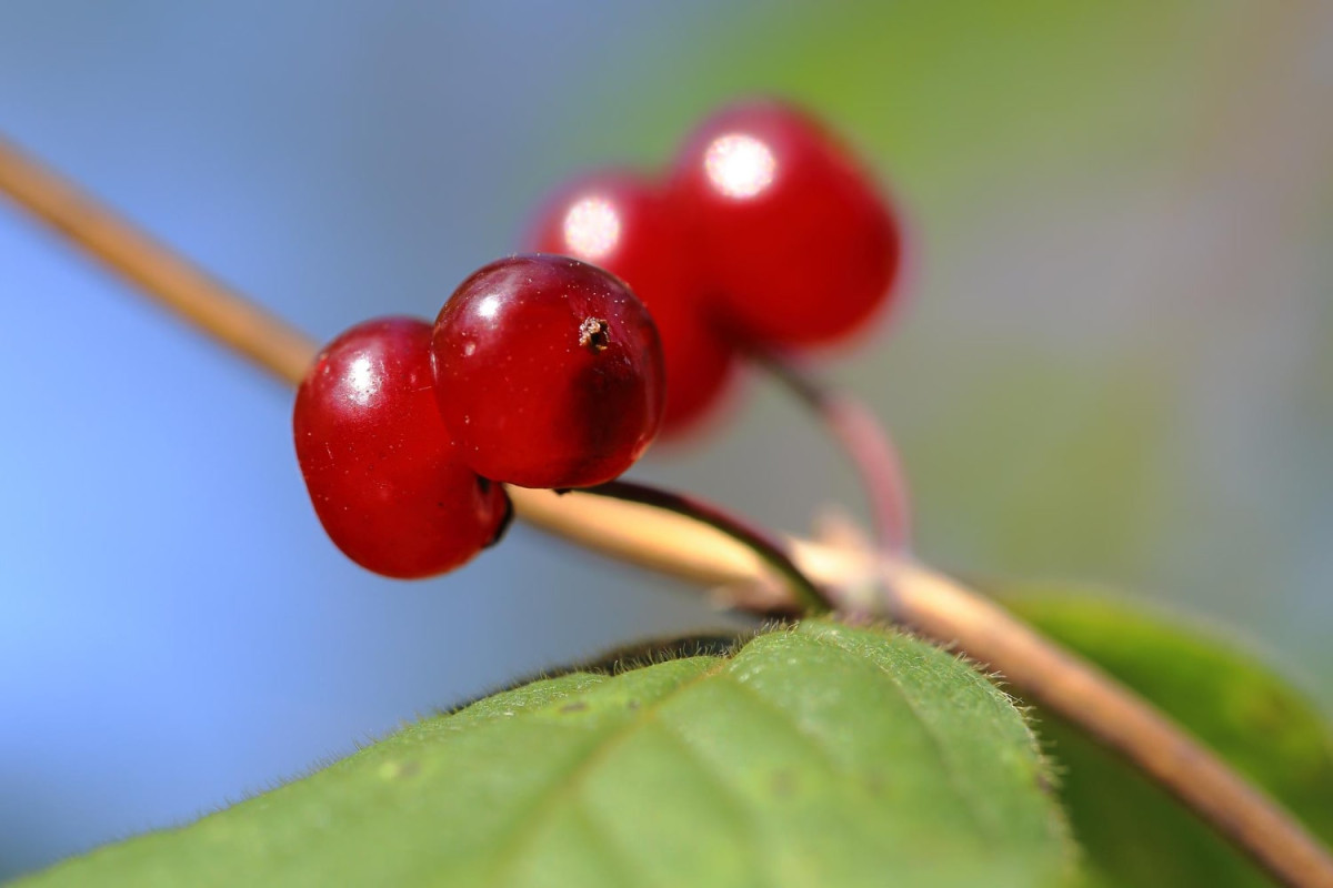 19 цікавих фактів про брусниці