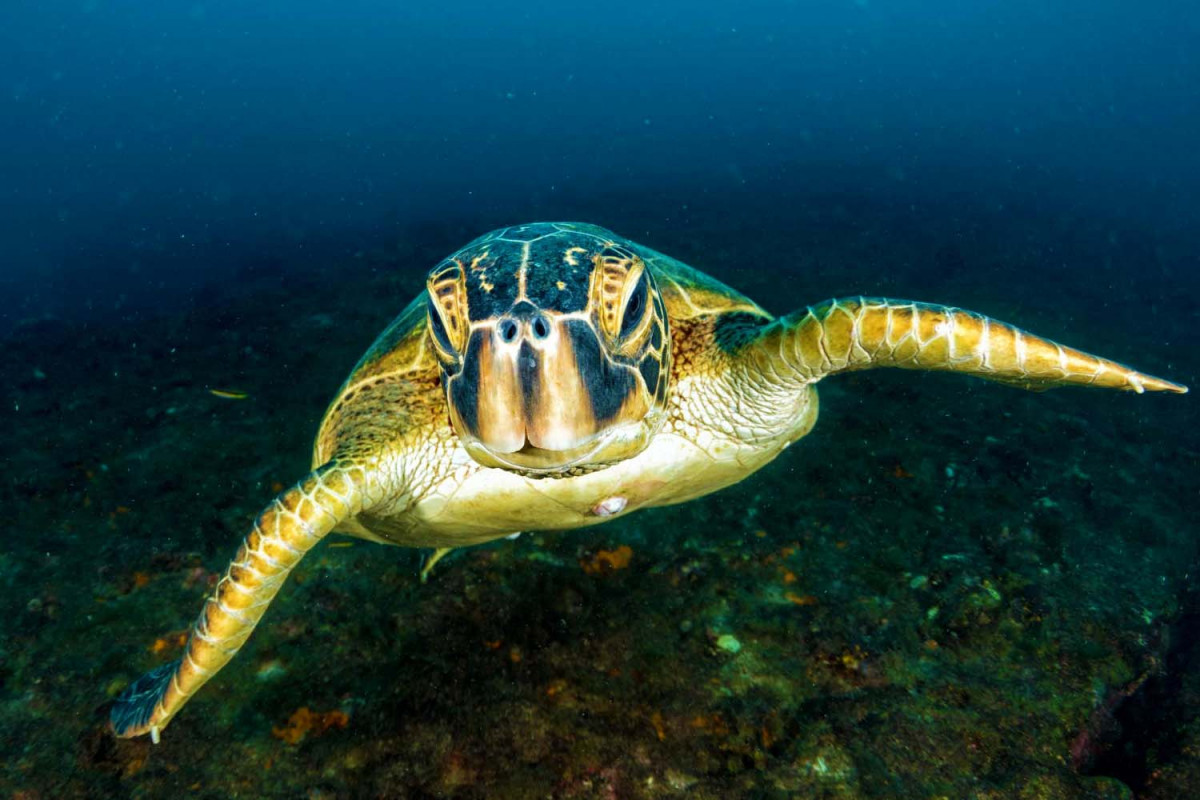 20 цікавих фактів про черепах