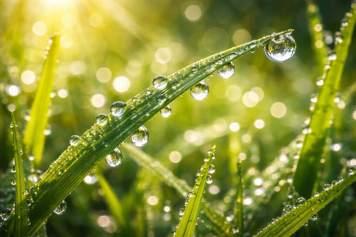 22 цікавих факти про росу
