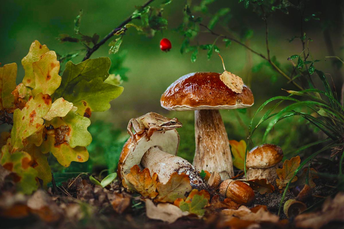 23 цікавих фактів про гриби