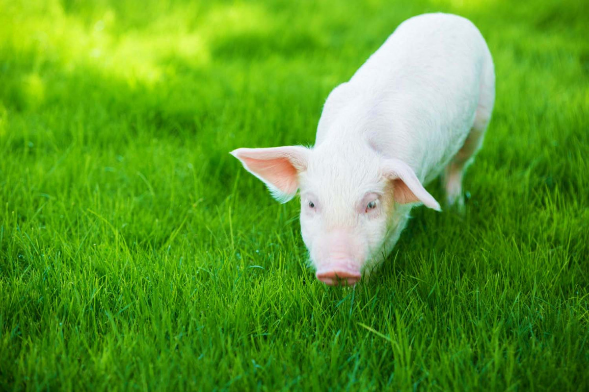 23 цікавих фактів про свиней