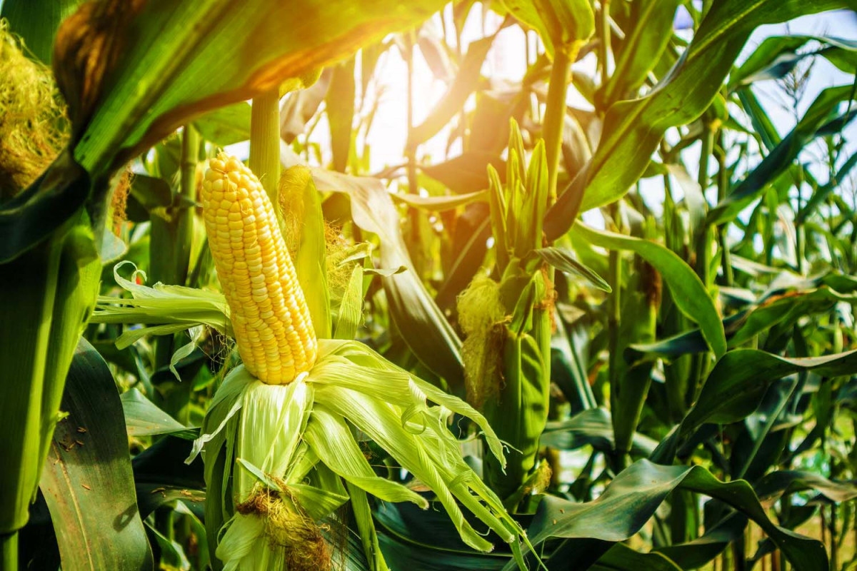 25 цікавих фактів про кукурудзу