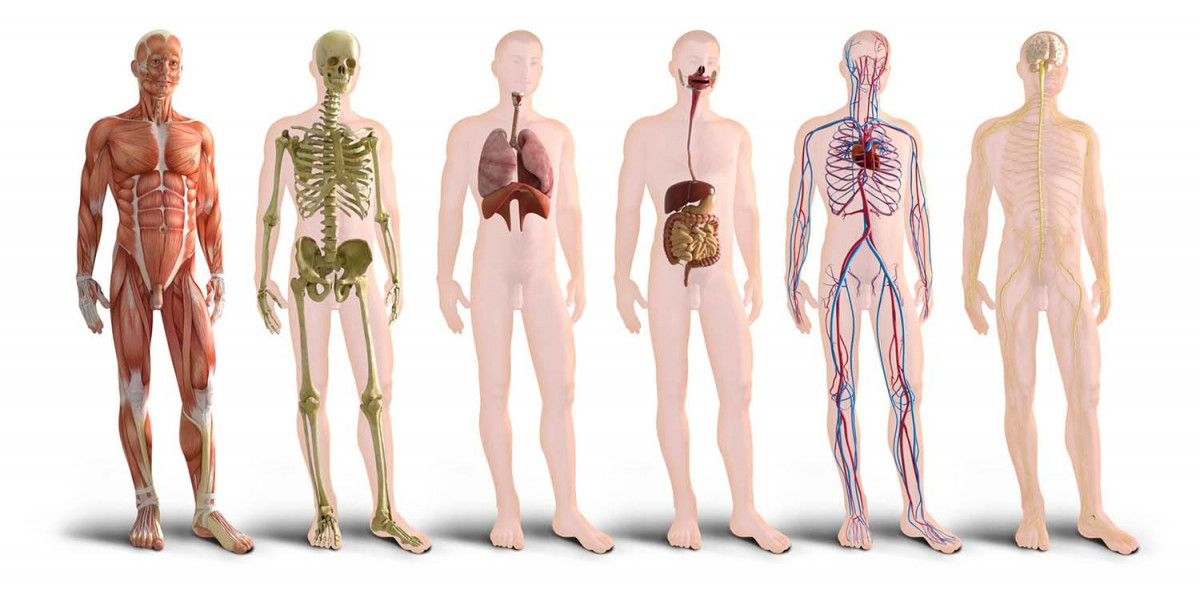 25 цікавих фактів про органи людини