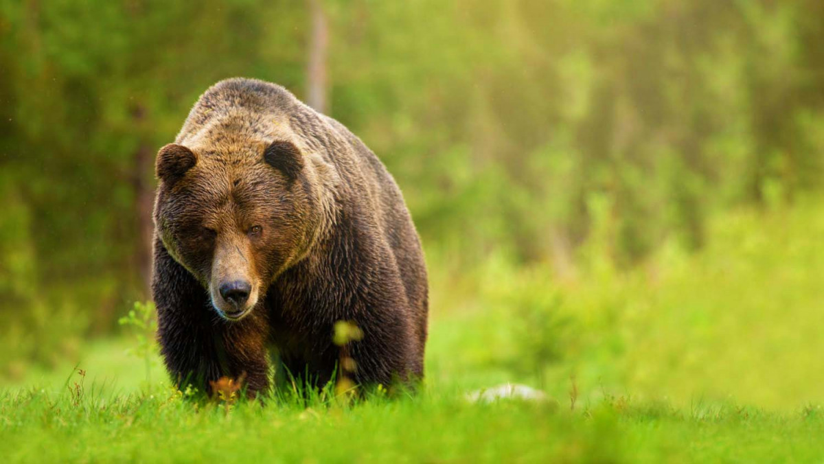 27 цікавих фактів про бурих ведмедів