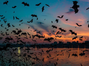 10 цікавих фактів про летючих мишей