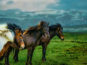 11 цікавих фактів про коней