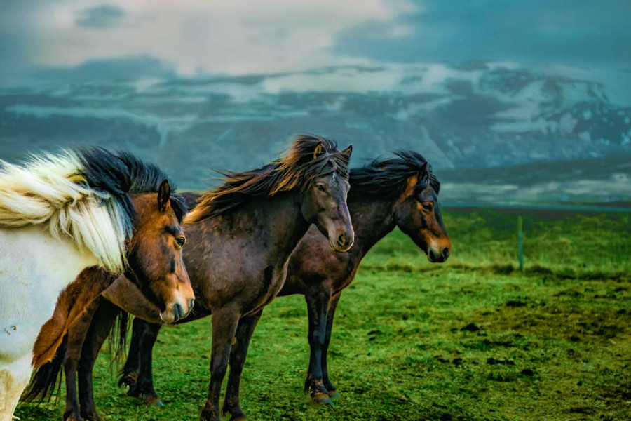 11 цікавих фактів про коней