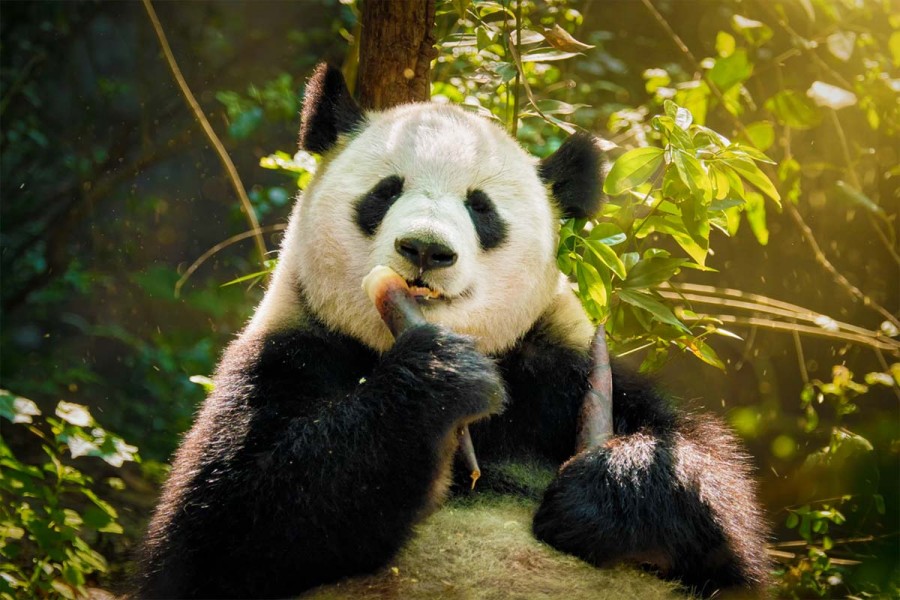 11 цікавих фактів про велику панду
