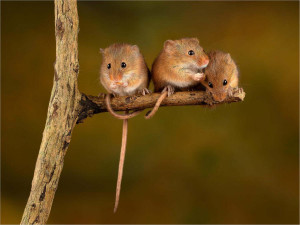 12 цікавих фактів про мишей