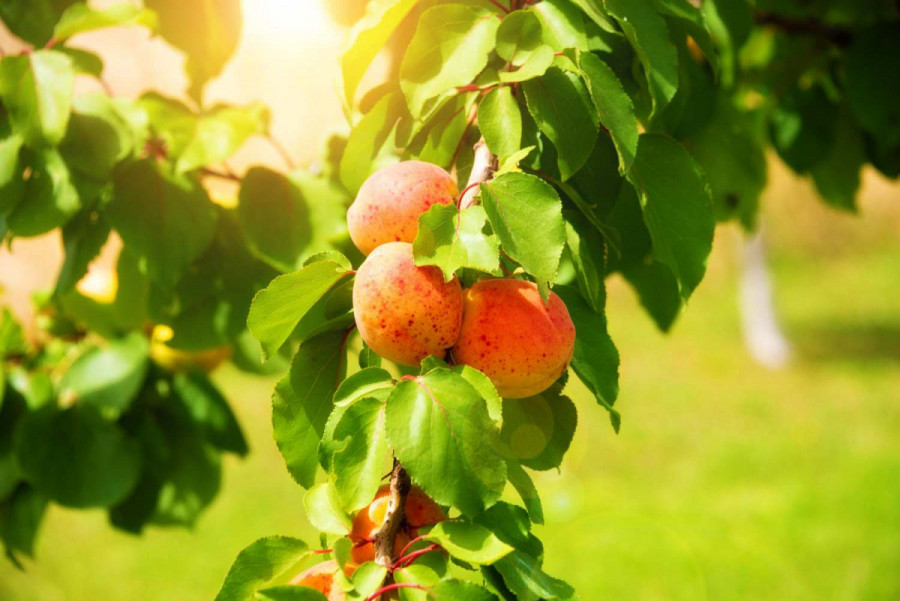 15 цікавих фактів про абрикоси