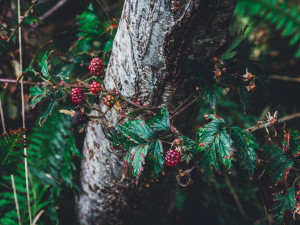 15 цікавих фактів про лісові ягоди