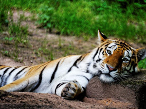 16 цікавих фактів про амурських тигрів