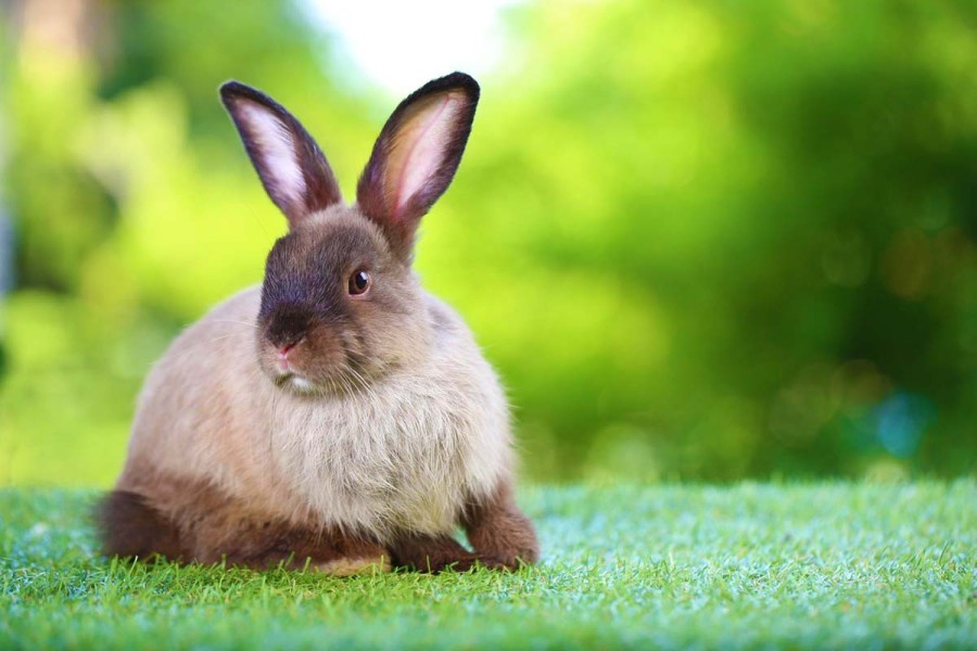 16 цікавих фактів про кроликів
