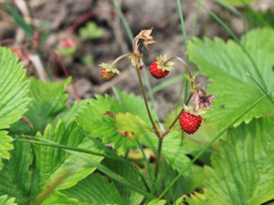 16 цікавих фактів про суницю