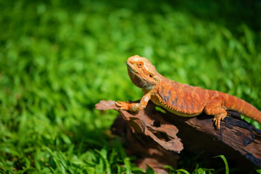 17 цікавих фактів про ящірок
