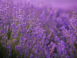 17 цікавих фактів про лаванду