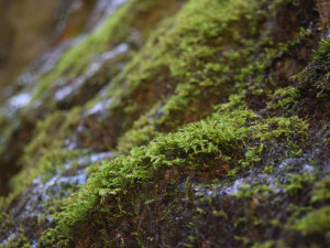 17 цікавих фактів про мох