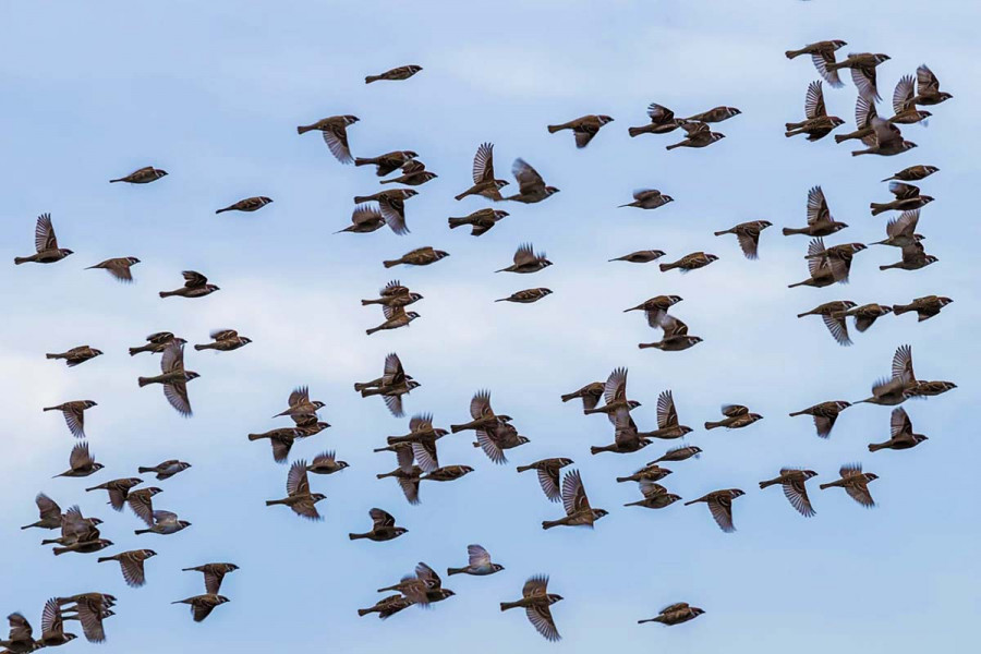 17 цікавих фактів про перелітних птахів
