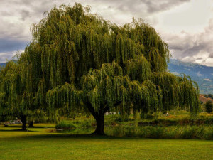17 цікавих фактів про вербу
