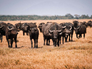 18 цікавих фактів про буйволів