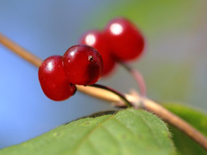 19 цікавих фактів про брусниці