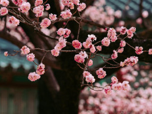 20 цікавих фактів про сакуру