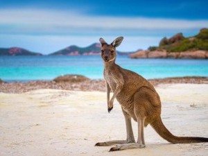 21 цікавий факт про кенгуру