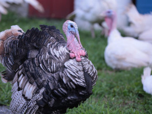 23 цікавих фактів про індиків