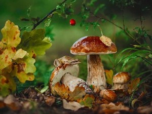 23 цікавих фактів про гриби