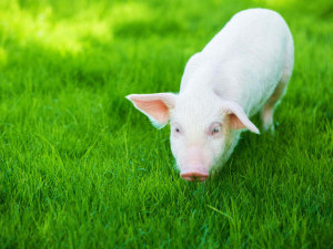 23 цікавих фактів про свиней