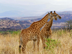 23 цікавих фактів про жирафів