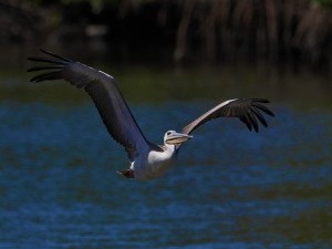 24 цікавих фактів про пеліканів