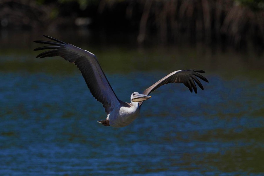 24 цікавих фактів про пеліканів