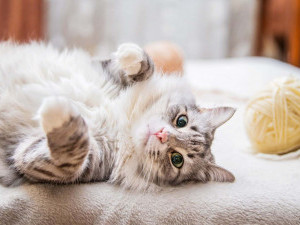 25 цікавих фактів про кішок