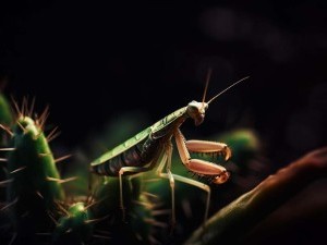 25 цікавих фактів про комах