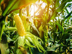 25 цікавих фактів про кукурудзу