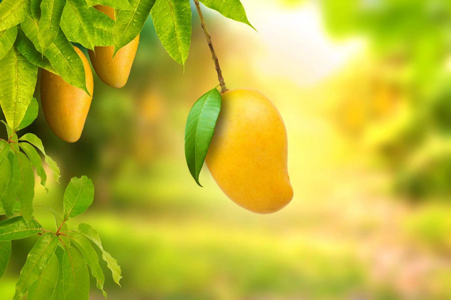 25 цікавих фактів про манго
