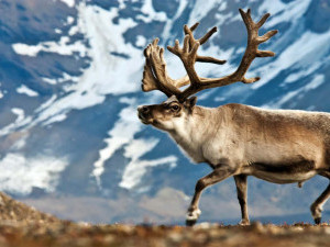 25 цікавих фактів про північних оленів
