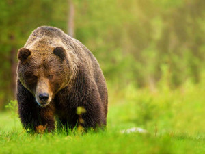 27 цікавих фактів про бурих ведмедів
