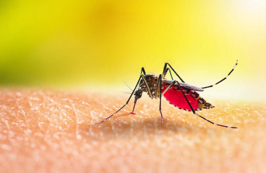 28 цікавих фактів про комарів
