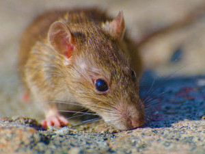 28 цікавих фактів про щурів