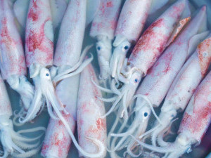 30 цікавих фактів про кальмарів