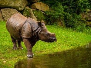 30 цікавих фактів про носорогів