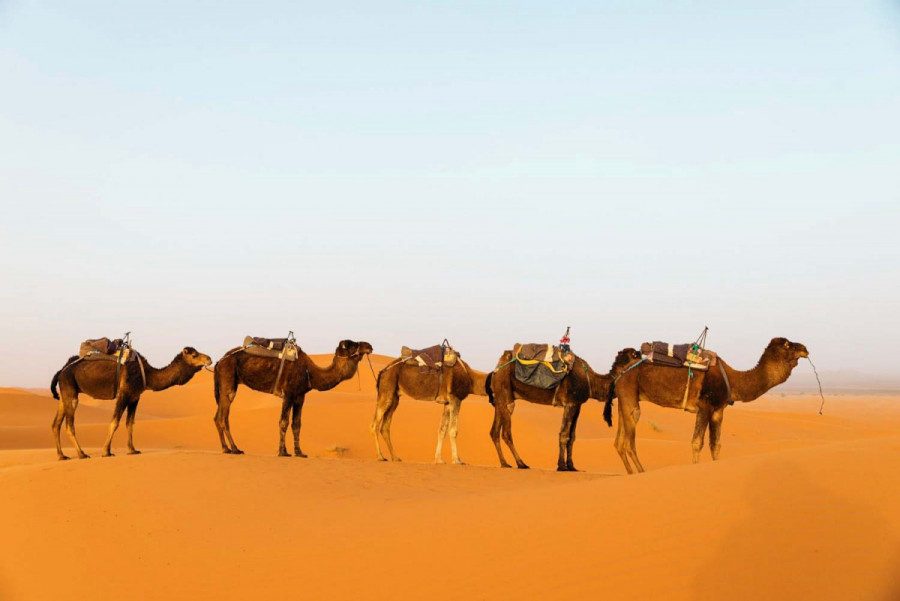 30 цікавих фактів про верблюдів