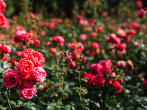 35 цікавих фактів про троянди