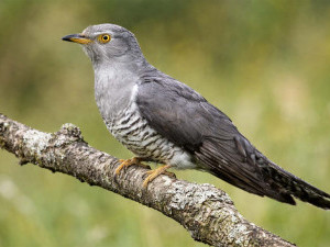 40 цікавих фактів про зозуль