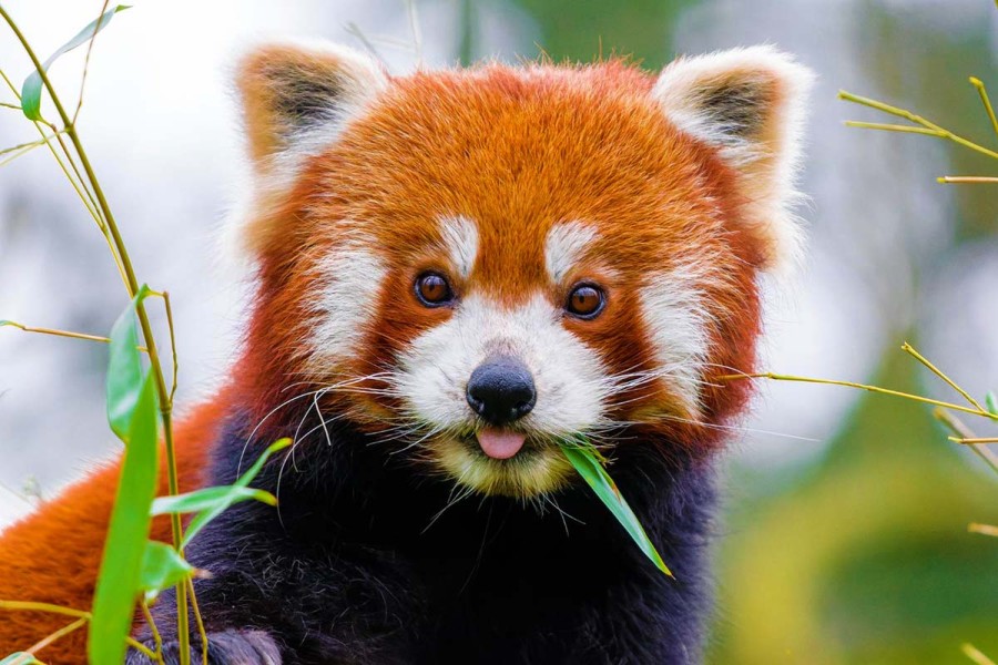 9 цікавих фактів про малу панду